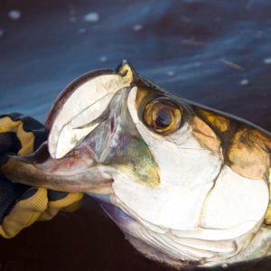 A tarpon being held by he mouth by a fisherman who just caught it in bradenton florida